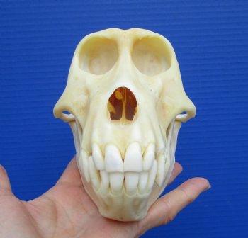 7 inches Female Chacma Baboo Skull <font color=red> Grade A</font> for $154.99 (CITES p000023748)