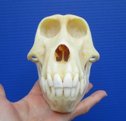 7 inches Female Chacma Baboo Skull <font color=red> Grade A</font> for $154.99 (CITES p000023748)