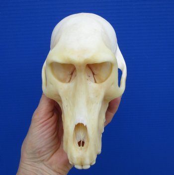 7 inches Female Chacma Baboo Skull <font color=red> Grade A</font> for $154.99 (CITES p000023748)