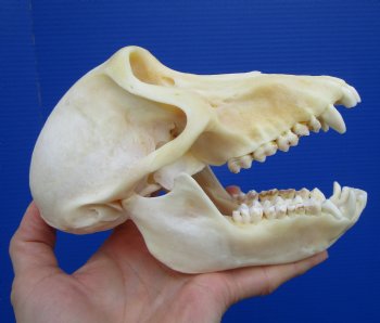 7 inches Female Chacma Baboo Skull <font color=red> Grade A</font> for $154.99 (CITES p000023748)