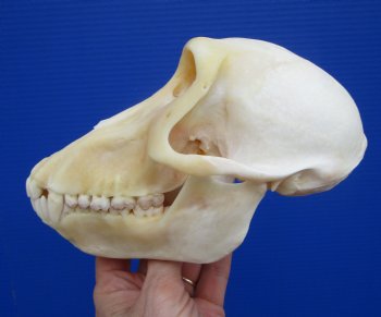 7 inches Female Chacma Baboo Skull <font color=red> Grade A</font> for $154.99 (CITES p000023748)