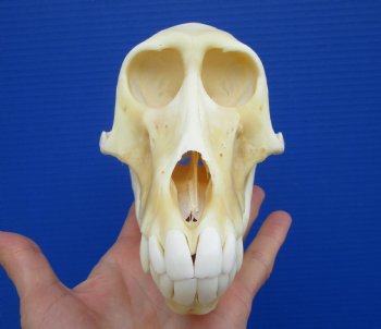 6-1/2 inches Female Chacma Baboo Skull <font color=red> Grade A</font> for $154.99 (CITES p000023748)