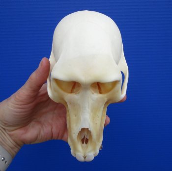 6-1/2 inches Female Chacma Baboo Skull <font color=red> Grade A</font> for $154.99 (CITES p000023748)