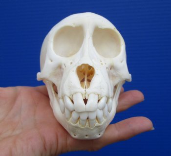 4-7/8 inches Juvenile African Chacma Baboon Skull <font color=red> Good Quality</font> (CITESP000023748)- $109.99