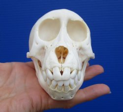 4-7/8 inches Juvenile African Chacma Baboon Skull <font color=red> Good Quality</font> (CITESP000023748)- $109.99