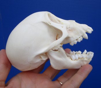 4-7/8 inches Juvenile African Chacma Baboon Skull <font color=red> Good Quality</font> (CITESP000023748)- $109.99