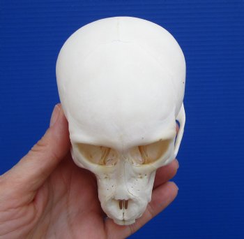 4-7/8 inches Juvenile African Chacma Baboon Skull <font color=red> Good Quality</font> (CITESP000023748)- $109.99