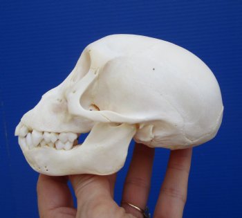 4-7/8 inches Juvenile African Chacma Baboon Skull <font color=red> Good Quality</font> (CITESP000023748)- $109.99