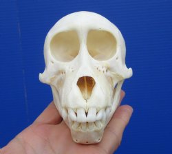 5 inches Juvenile African Chacma Baboon Skull <font color=red> Good Quality</font> (CITESP000023748)- $109.99