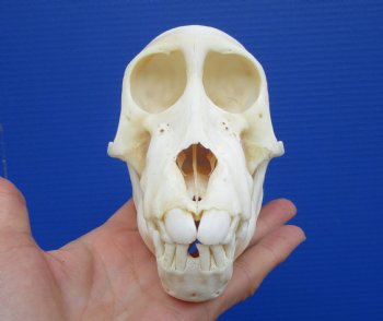 5-1/2 inches Juvenile African Chacma Baboon Skull <font color=red> Good Quality</font> (CITESP000023748)- $109.99