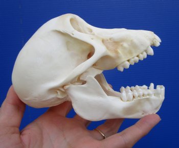 5-1/2 inches Juvenile African Chacma Baboon Skull <font color=red> Good Quality</font> (CITESP000023748)- $109.99