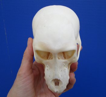 5-1/2 inches Juvenile African Chacma Baboon Skull <font color=red> Good Quality</font> (CITESP000023748)- $109.99