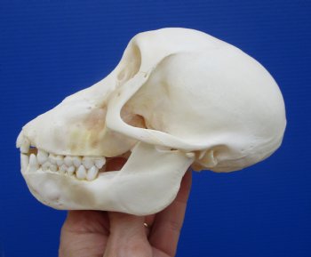 5-1/2 inches Juvenile African Chacma Baboon Skull <font color=red> Good Quality</font> (CITESP000023748)- $109.99