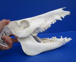 10-1/4 inches Georgia Wild Boar, Hog, Pig Skull for $49.99