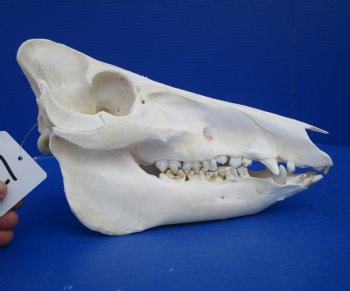 10-1/4 inches Georgia Wild Boar, Hog, Pig Skull for $49.99