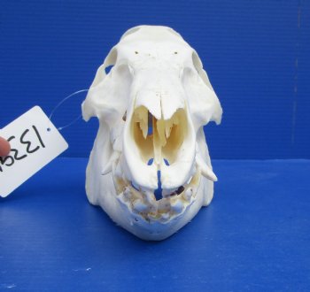 10-1/4 inches Georgia Wild Boar, Hog, Pig Skull for $49.99