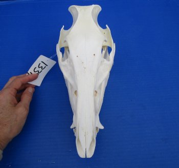 10-1/4 inches Georgia Wild Boar, Hog, Pig Skull for $49.99