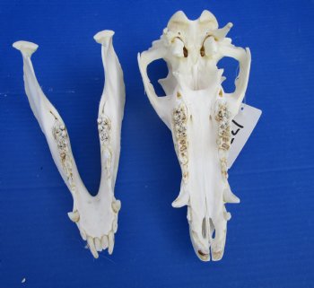 10-1/4 inches Georgia Wild Boar, Hog, Pig Skull for $49.99