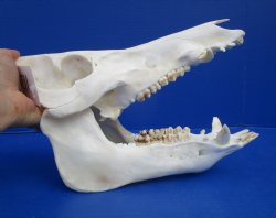 12-1/4 inches Authentic Georgia Wild Boar, Hog Skull for Sale for $59.99