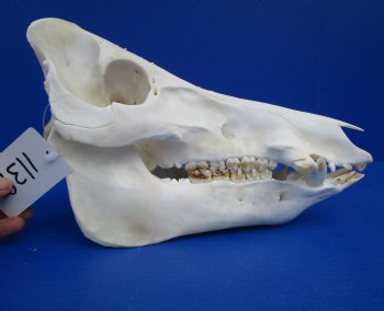 12-1/4 inches Authentic Georgia Wild Boar, Hog Skull for Sale for $59.99