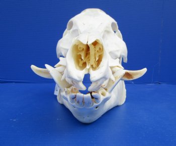 12-1/4 inches Authentic Georgia Wild Boar, Hog Skull for Sale for $59.99