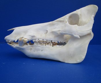 12-1/4 inches Authentic Georgia Wild Boar, Hog Skull for Sale for $59.99