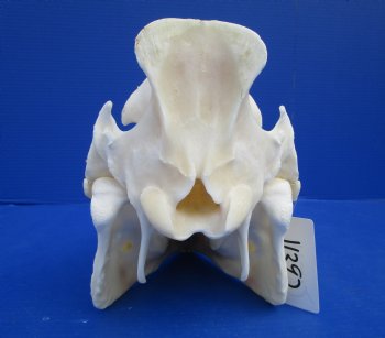 12-1/4 inches Authentic Georgia Wild Boar, Hog Skull for Sale for $59.99