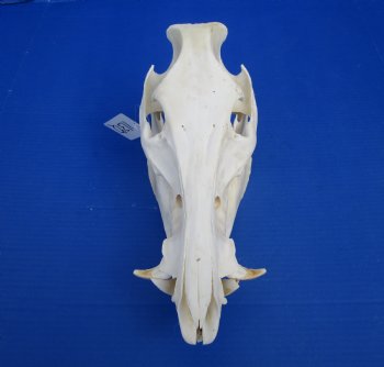 12-1/4 inches Authentic Georgia Wild Boar, Hog Skull for Sale for $59.99