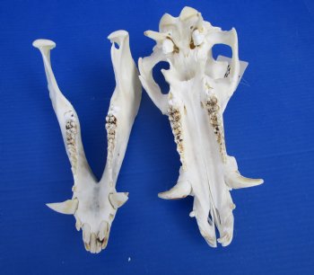 12-1/4 inches Authentic Georgia Wild Boar, Hog Skull for Sale for $59.99