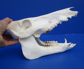 10 inches Georgia Wild Boar, Hog, Pig Skull for $49.99