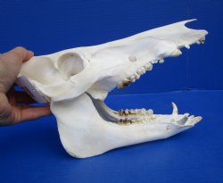 10 inches Georgia Wild Boar, Hog, Pig Skull for $49.99