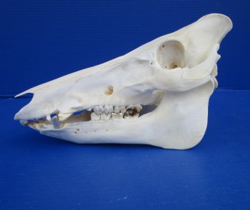 10 inches Georgia Wild Boar, Hog, Pig Skull for $49.99