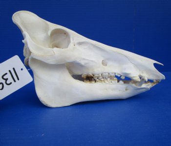 10 inches Georgia Wild Boar, Hog, Pig Skull for $49.99