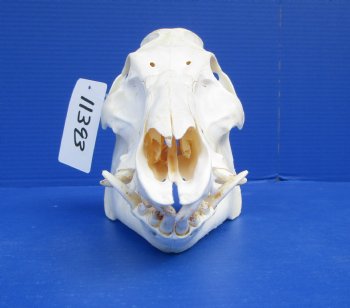 10 inches Georgia Wild Boar, Hog, Pig Skull for $49.99