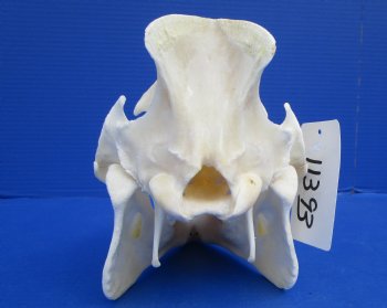 10 inches Georgia Wild Boar, Hog, Pig Skull for $49.99