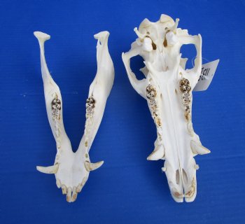 10 inches Georgia Wild Boar, Hog, Pig Skull for $49.99