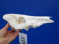 9-3/4 inches Genuine Georgia Wild Hog, Pig Top Skull (no bottom jaw) for $29.99