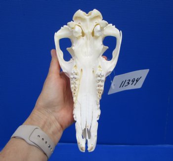 9-3/4 inches Genuine Georgia Wild Hog, Pig Top Skull (no bottom jaw) for $29.99