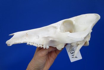 9-3/4 inches Genuine Georgia Wild Hog, Pig Top Skull (no bottom jaw) for $29.99