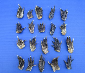 2 to 2-1/2 inches Small Alligator Feet for Crafts - Buy these 20 for $1.30 each