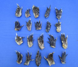 2 to 2-1/2 inches Small Alligator Feet for Crafts - Buy these 20 for $1.30 each