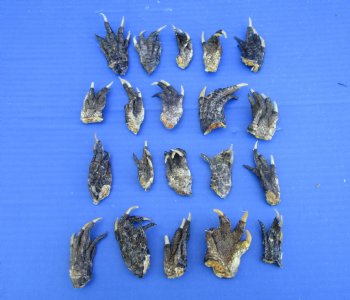 2 to 3 inches Small Alligator Feet for Crafts - Buy these 20 for $1.30 each