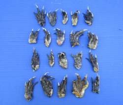 2 to 3 inches Small Alligator Feet for Crafts - Buy these 20 for $1.30 each