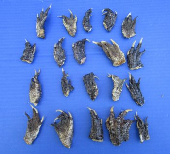 2 to 3 inches Small Alligator Feet for Crafts - Buy these 20 for $1.30 each