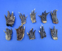 3 to 4 inches Alligator Feet for Crafts - Buy these 10 for $2.00 each