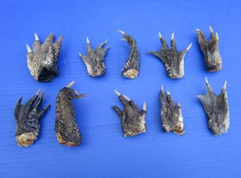 3 to 4 inches Alligator Feet for Crafts - Buy these 10 for $2.00 each