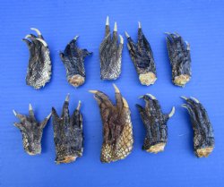 3 to 4-1/4 inches Alligator Feet for Crafts - Buy these 10 for $2.00 each