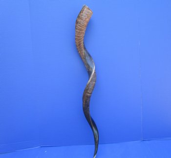 37-3/4 inches Half-Polished Kudu Horn (31-1/2 inches straight) - $106.99