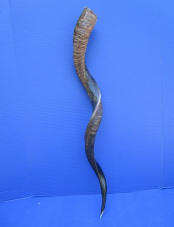 37-3/4 inches Half-Polished Kudu Horn (31-1/2 inches straight) - $106.99