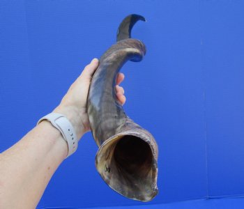 37-3/4 inches Half-Polished Kudu Horn (31-1/2 inches straight) - $106.99